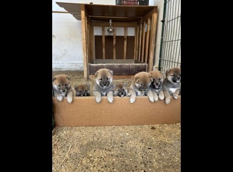 1  shiba inu  dp0925.jpg
